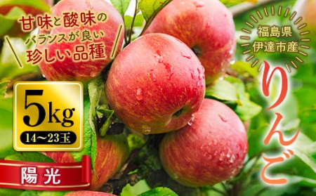 秋の味覚 りんご 陽光 （ようこう） 5kg（14～23玉） 福島県 伊達市 林檎 リンゴ フルーツ 果物 産地直送 珍しい F20C-652