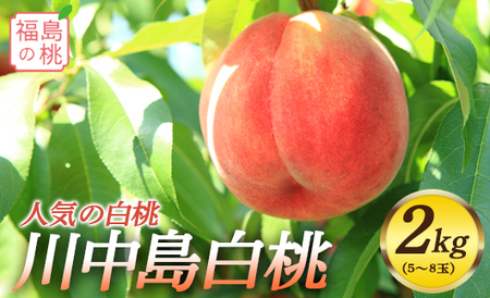 福島の桃 川中島白桃 2kg（5～8玉）先行予約 フルーツ 果物 もも モモ momo F20C-558