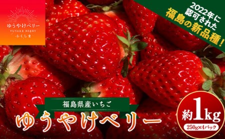 ＜限定＞新品種のいちご 福島県 オリジナル品種「ゆうやけベリー」約1kg（250g×4パック）イチゴ 苺 フルーツ 果物 伊達市 F20C-678