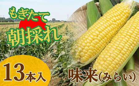 【発送日指定】トウモロコシ　味来「夏祭り」（13本）約5kg ※6/20（火）発送