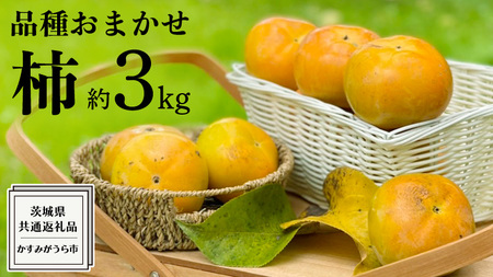 品種おまかせ 柿 約 3kg（ 茨城県共通返礼品：かすみがうら市 ） フルーツ かき カキ 果物 旬 新鮮 期間限定 甘い 国産
