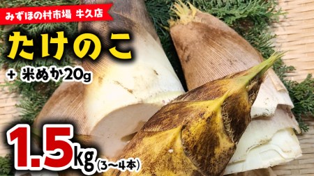 茨城県産 たけのこ 1.5kg （ 米ぬか 付き） 国産 タケノコ 筍 野菜 煮物 炊き込みご飯 料理 旬