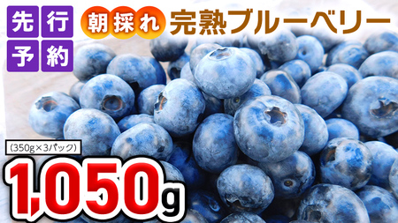 朝採れ完熟 ブルーベリー 1,050g（350g×3パック）