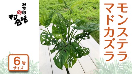 モンステラ マドカズラ 1鉢 観葉植物 ガーデニング 植物 鉢