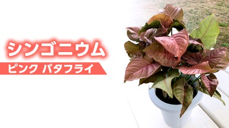 【 観葉植物 】 シンゴニウム ・ ピンク バタフライ 1鉢 シンゴニューム ガーデニング 室内 植物 花 鉢 緑