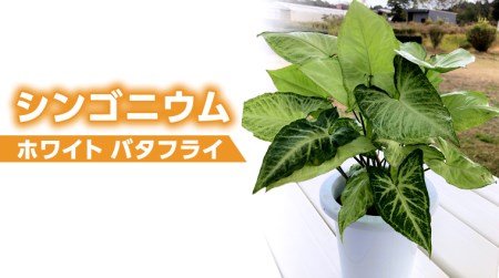 【 観葉植物 】 シンゴニウム ・ ホワイト バタフライ 1鉢 シンゴニューム ガーデニング 室内 植物 花 鉢 緑