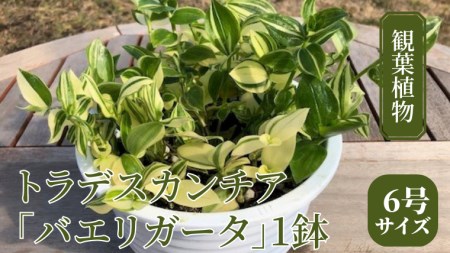 【 観葉植物 】 トラデスカンチア 「 バエリガータ 」 1鉢 ( 6号サイズ ) ガーデニング 室内 植物 花 鉢 緑 トラカン