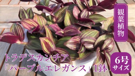 【 観葉植物 】 トラデスカンチア 「 パープルエレガンス 」 1鉢 ( 6号サイズ ) ガーデニング 室内 植物 花 鉢 緑 トラカン