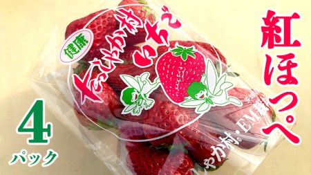 茨城県産 いちご 「 紅ほっぺ 」 4パック イチゴ 苺 果物 フルーツ 新鮮 旬 果実