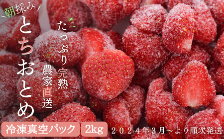 【緊急支援品/2024年3月より発送】完熟朝摘みとれたての冷凍いちご　とちおとめ　約2㎏（500g×4パック）　農家直送の冷凍苺を真空パックでお届け