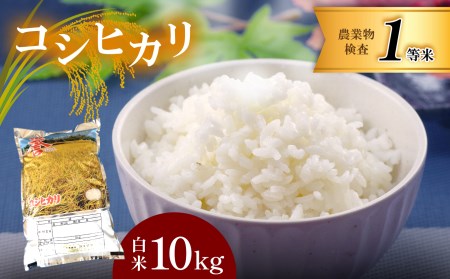 お米 コシヒカリ 10kg 白米 真岡市産