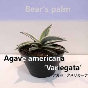アガベアメリカーナ　Agave americana Variegata_栃木県大田原市生産品_Bear‘s palm