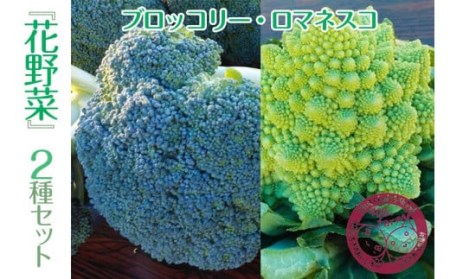 『花野菜』２種セット（ブロッコリー・ロマネスコ）