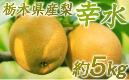 N01 梨 なし 幸水 5kg フルーツ 先行予約 2024年 8月 上旬頃 栃木県
