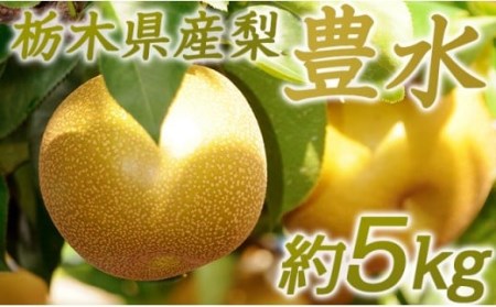 N03 梨 なし 豊水 5kg フルーツ 先行予約 2024年 8月 下旬頃 栃木県