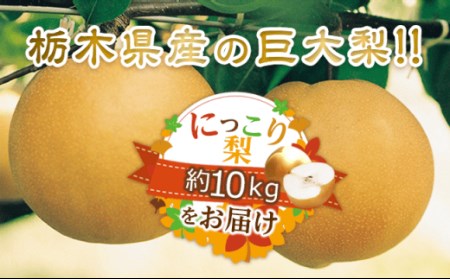 N06 梨 なし にっこり梨 10kg フルーツ 先行予約 2024年 10月 中旬頃 栃木県