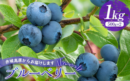 赤城高原で育ったフレッシュなブルーベリー 1kg フルーツ 果物 果実 群馬県 渋川市  F4H-0286