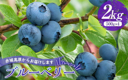 赤城高原で育ったフレッシュなブルーベリー 2kg フルーツ 果物 果実 群馬県 渋川市  F4H-0287