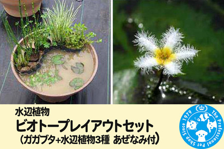 水辺植物 ビオトープレイアウトセット（ガガブタ+水辺植物3種 あぜなみ付）