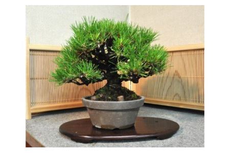 【11100-0069】黒松盆栽（中型サイズ）樹齢10～15年程度
