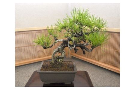【11100-0070】赤松盆栽（中型サイズ）樹齢10～15年程度