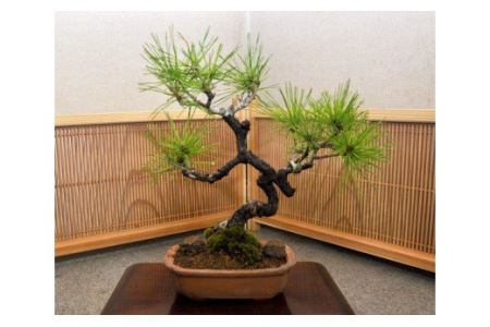 【11100-0057】赤松盆栽（小型サイズ）樹齢5～10年程度