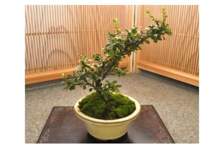 【11100-0044】ベニシタン盆栽（小型サイズ）樹齢5年程度