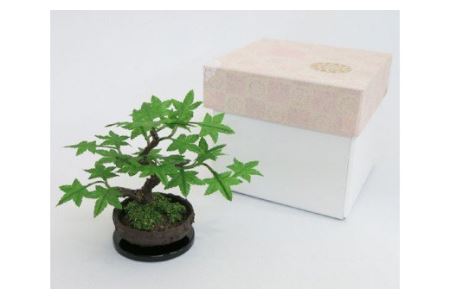 【11100-0027】盆栽小鉢モミジ