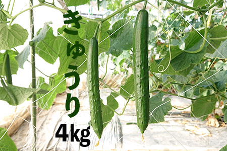 新鮮きゅうり4kg【特別栽培農産物】