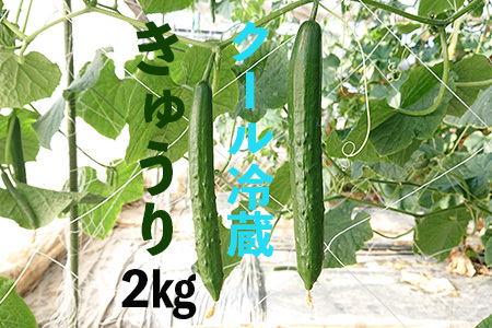 【クール冷蔵】新鮮きゅうり2kg【特別栽培農産物】 