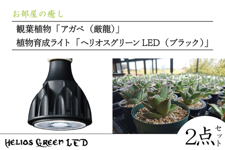 BN026　お部屋の癒し　観葉植物「アガベ（厳龍）」と植物育成ライト「ヘリオスグリーンLED（ブラック）」の2点セット