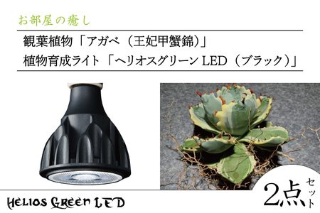 BN030　お部屋の癒し　観葉植物「アガベ（王妃甲蟹錦）」と植物育成ライト「ヘリオスグリーンLED（ブラック）」の2点セット
