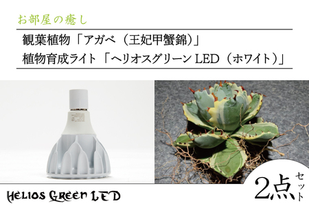 BN031　お部屋の癒し　観葉植物「アガベ（王妃甲蟹錦）」と植物育成ライト「ヘリオスグリーンLED（ホワイト）」の2点セット