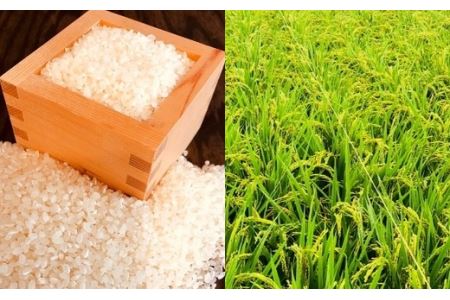特別栽培米　キヌヒカリ　5kg　【11218-0220】