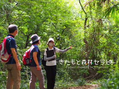 きたもと森林セラピー 体験コース（1～3名）【森 癒し 森林浴 健康 セラピー 体験 リラックス ストレス軽減】