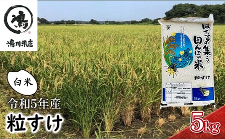 米 令和5年 新品種 粒すけ 5kg 千葉産 白米　【 お米 こめ コメ おこめ 】