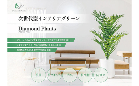 次世代型インテリアグリーン　DiamondPlants　Grande【リビング 寝室】 パキラ・ホワイト鉢