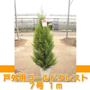 ゴールドクレスト(戸外用) 7号鉢　高さ:約1メートル 【クリスマスツリー シンボルツリー】【1477690】