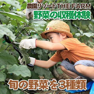 手ぶらでOK!THE FARMの旬の野菜収穫体験引換券(1袋)【1422347】