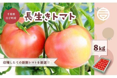 【数量限定/2月発送】千葉県長生トマト8kg SHK004