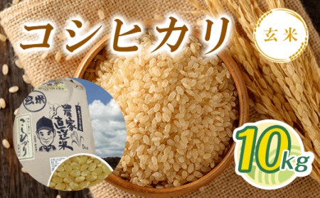 T01531【新米】令和5年産 コシヒカリ玄米 10kg