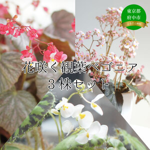 花咲く観葉ベゴニア3株セット