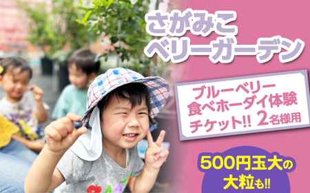 【おいしいにまなびをプラス】関東最大級の30種類越え！！2名様用 さがみこベリーガーデンのブルーベリー食べホーダイ体験チケット！！