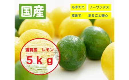 浦賀産レモン5kg【2024年11月中旬より順次配送】