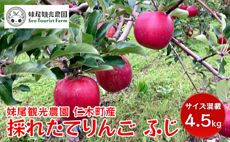 仁木町の採れたてりんご「ふじ」4.5kg≪妹尾観光農園≫