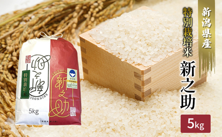 【カガヤキ農園】特別栽培米　新之助5kg