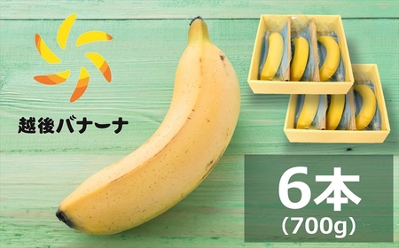 【雪国新潟産バナナ】6本（700g）濃厚な甘さともっちり食感！安心安全の越後バナーナ[ZC431]