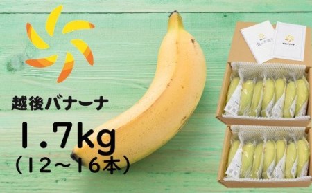 皮ごと食べられるバナナ！越後バナーナ 1.7kg（12～16本） [H628]
