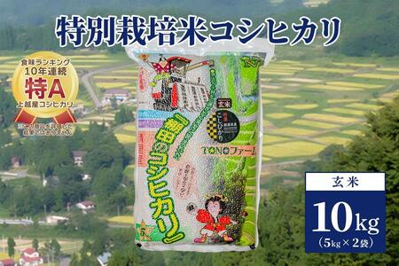 【50セット限定】令和5年産 新潟上越清里産 特別栽培米コシヒカリ10kg(5kg×2袋)玄米