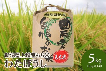 令和5年・新潟県上越産｜もち米「わたぼうし」新潟県特別栽培米｜5kg（白米）
